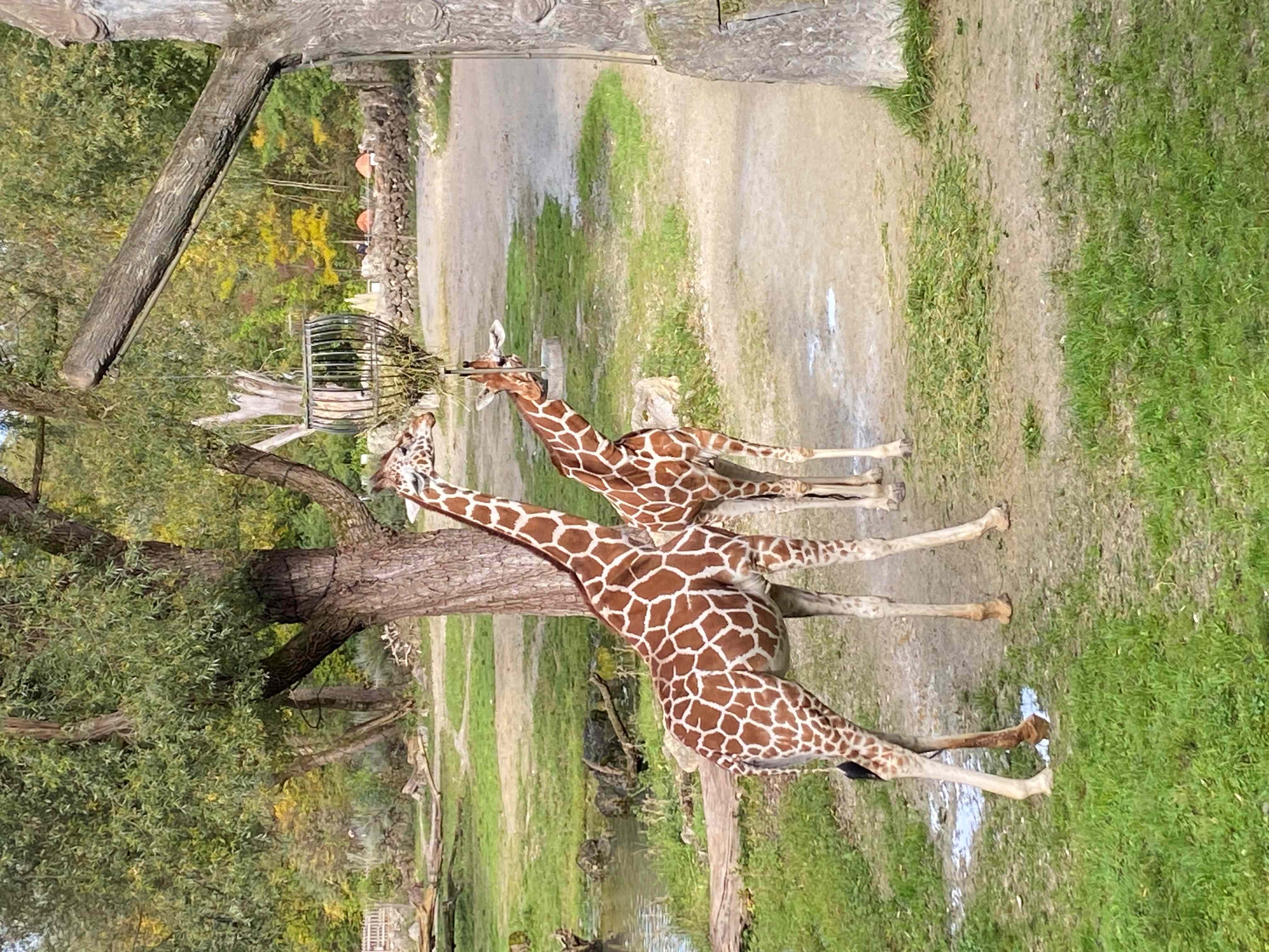 Giraffen